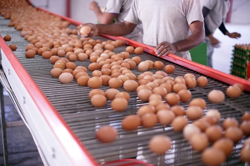 egg's production